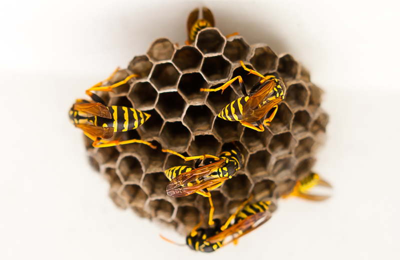 Illustration for article titled 134 Terrifying Close-Ups Of Bugs